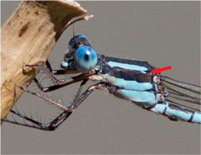 Austrolestes leda